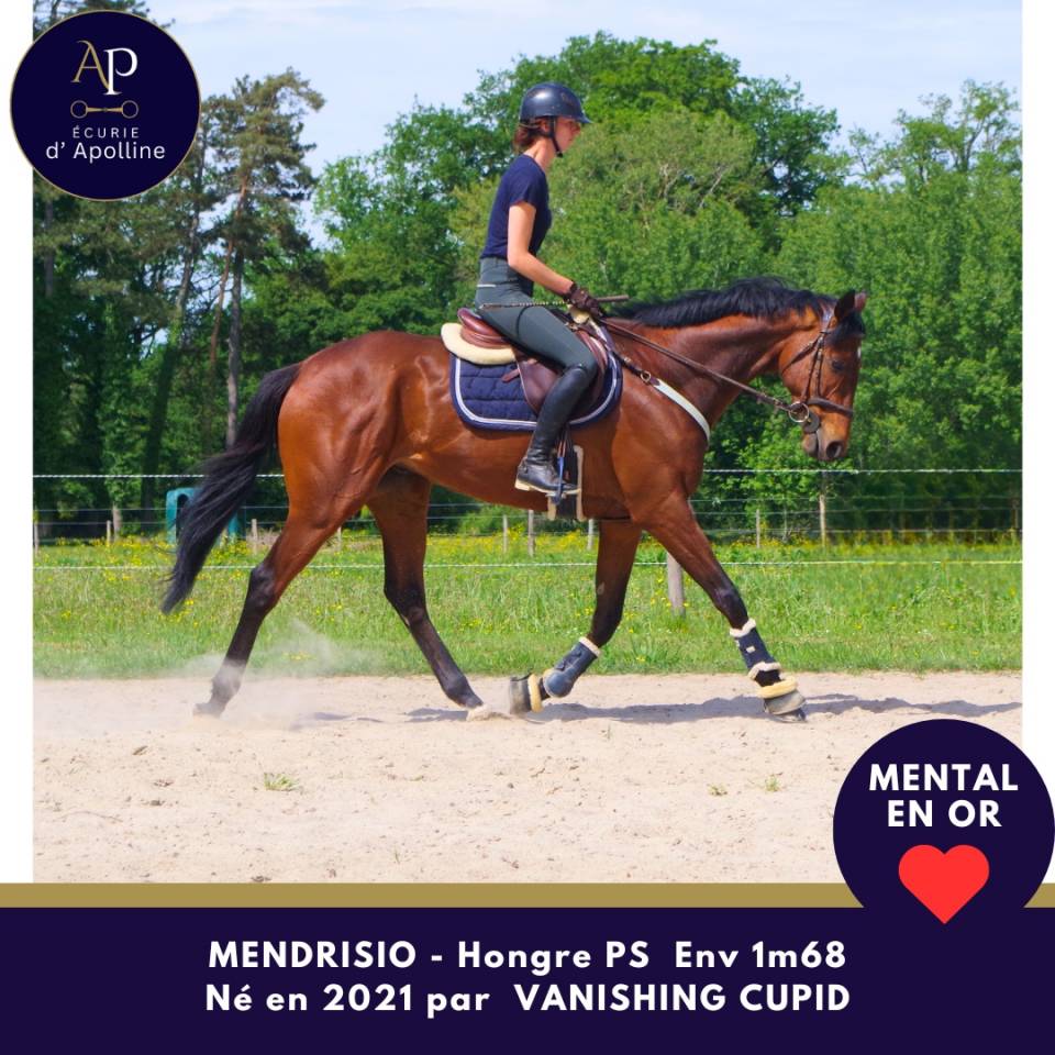 Gelding Thoroughbred For sale 2021 Bay