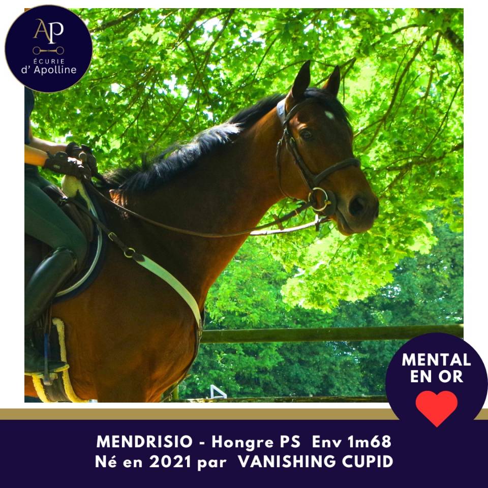Gelding Thoroughbred For sale 2021 Bay