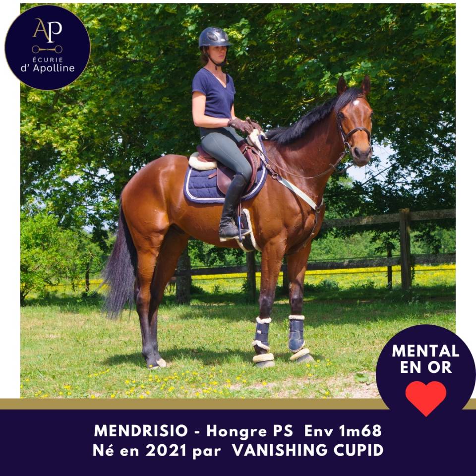 Gelding Thoroughbred For sale 2021 Bay