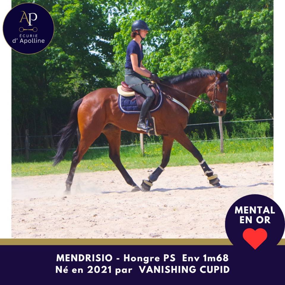 Gelding Thoroughbred For sale 2021 Bay