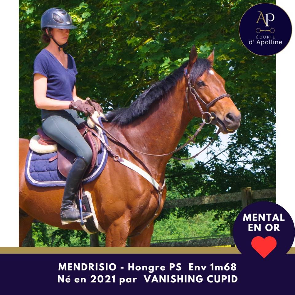 Gelding Thoroughbred For sale 2021 Bay