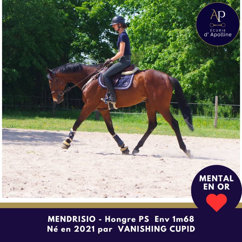 Gelding Thoroughbred For sale 2021 Bay