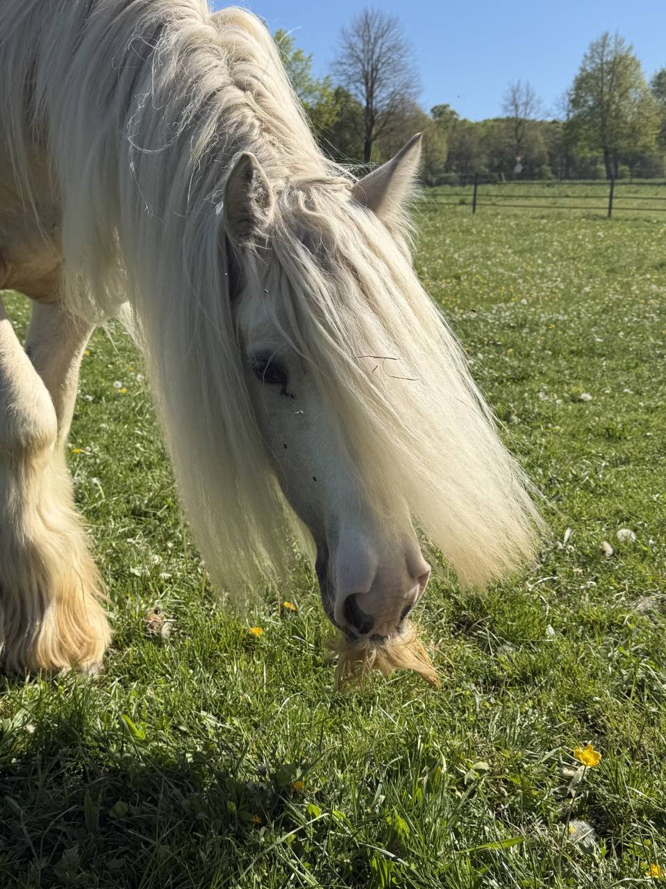 Gelding Gypsy Cob For sale 2017 Palomino