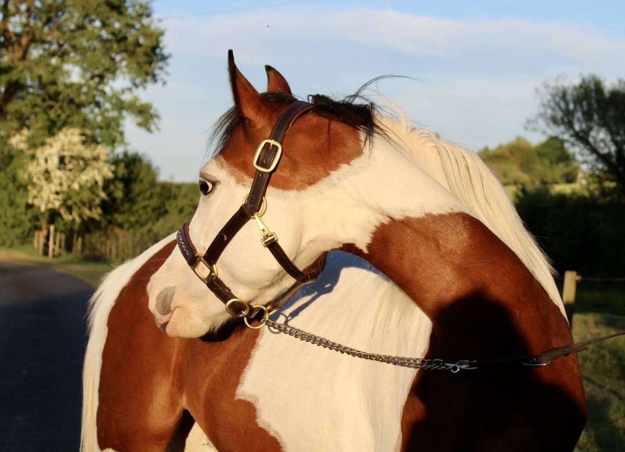 Mare Welsh Part Bred For sale 2023 Coloured