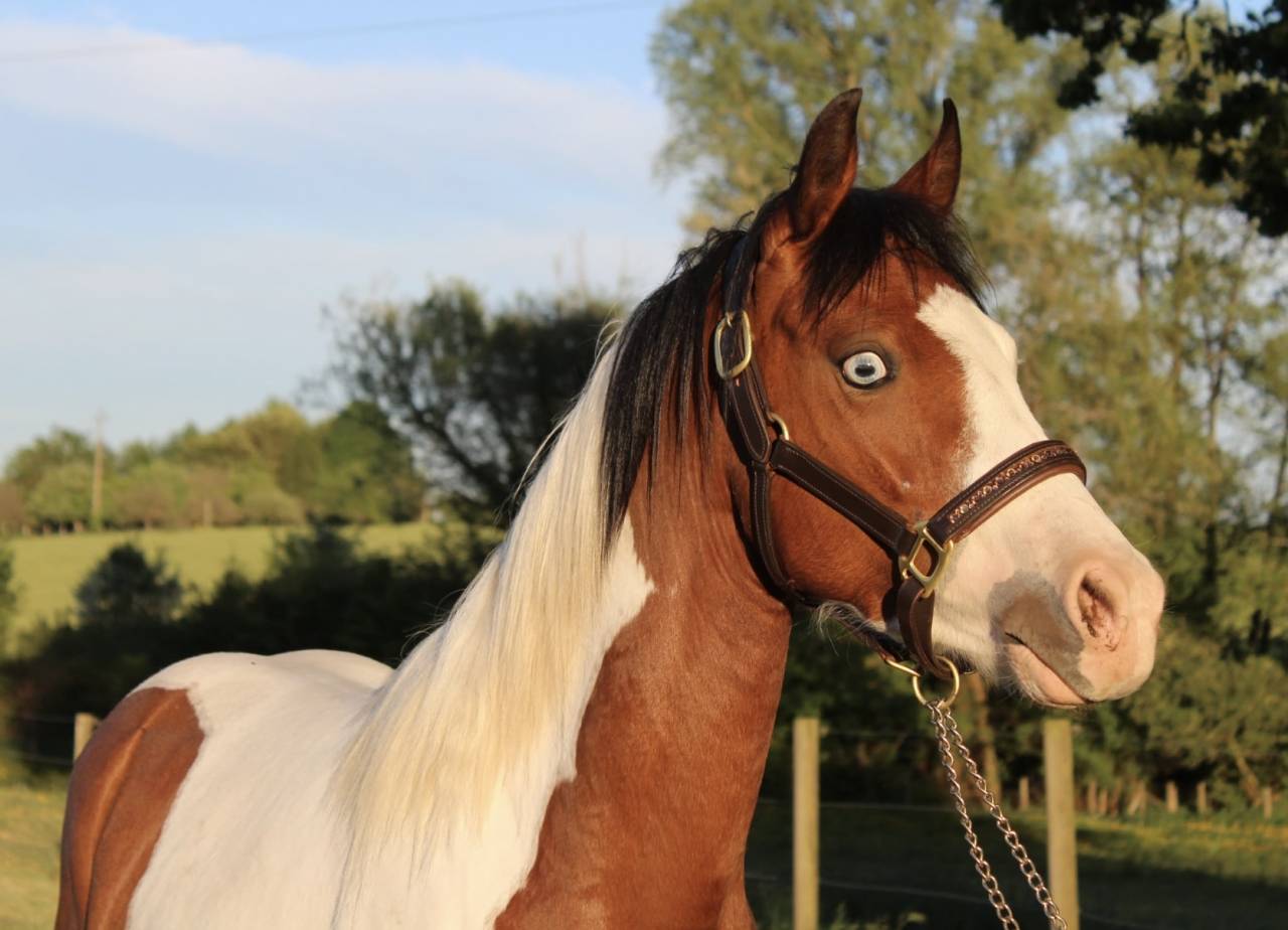 Mare Welsh Part Bred For sale 2023 Coloured