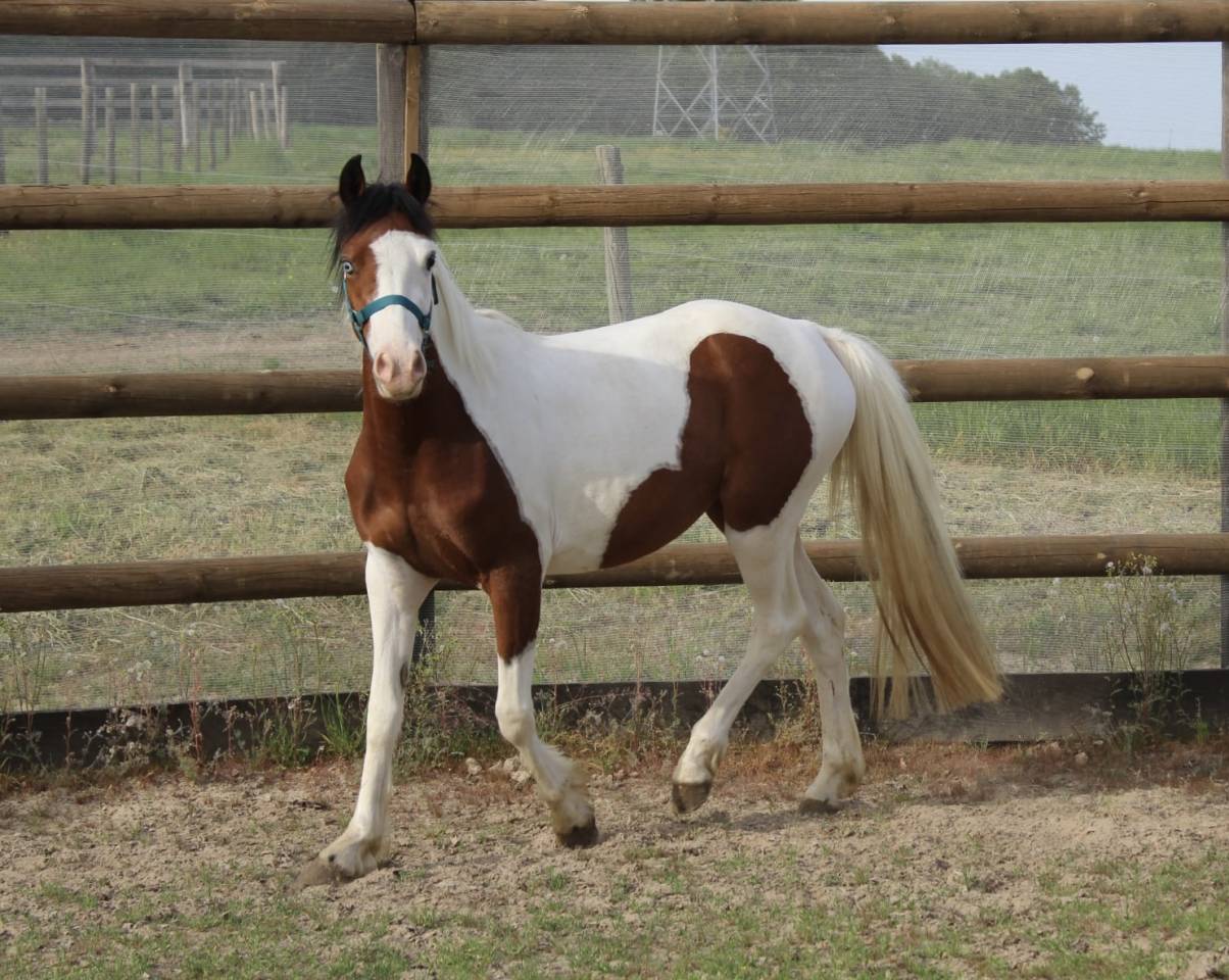 Mare Welsh Part Bred For sale 2023 Coloured