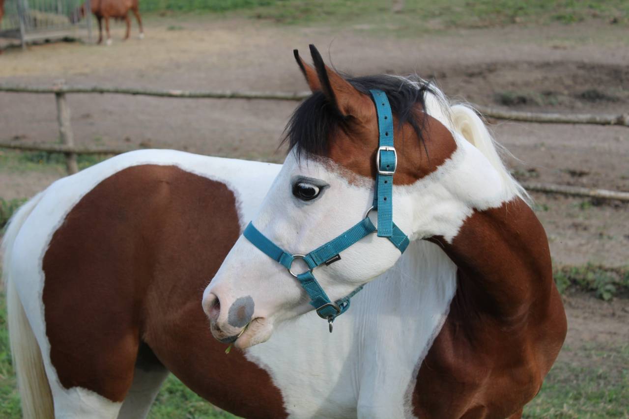 Mare Welsh Part Bred For sale 2023 Coloured