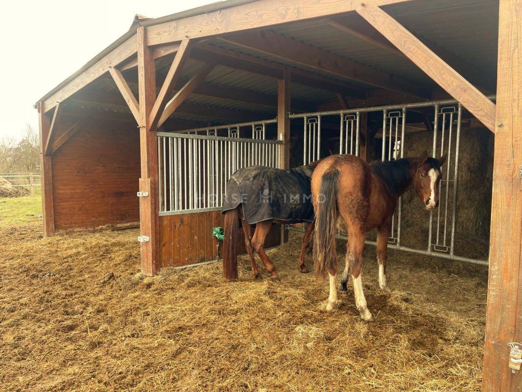 Equestrian property  Yvelines