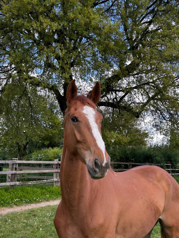 Gelding Zangersheide For sale 2023 Chesnut