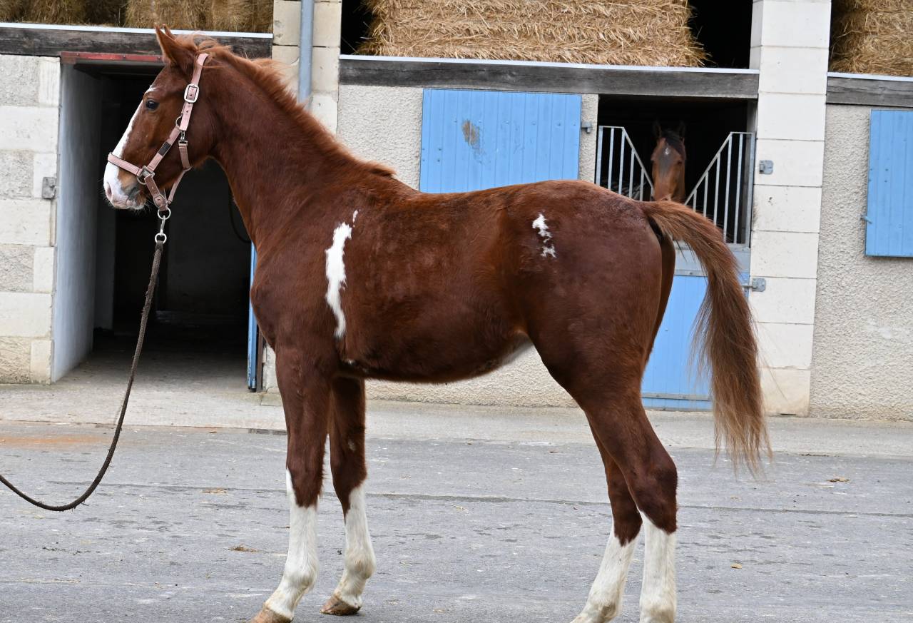 Gelding Selle Fran&ccedil;ais For sale 2024 Chesnut