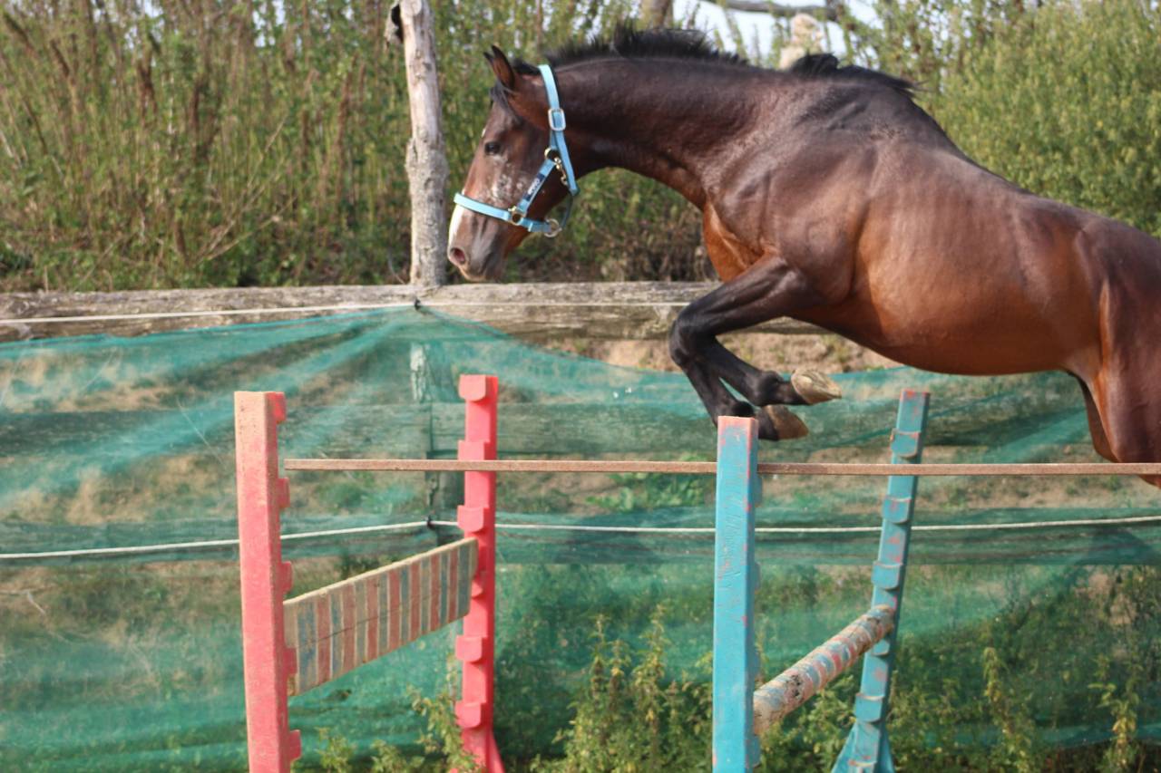 Gelding Belgian Riding Pony For sale 2022 Dark Bay