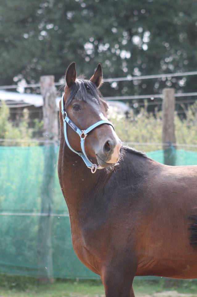 Gelding Belgian Riding Pony For sale 2022 Dark Bay