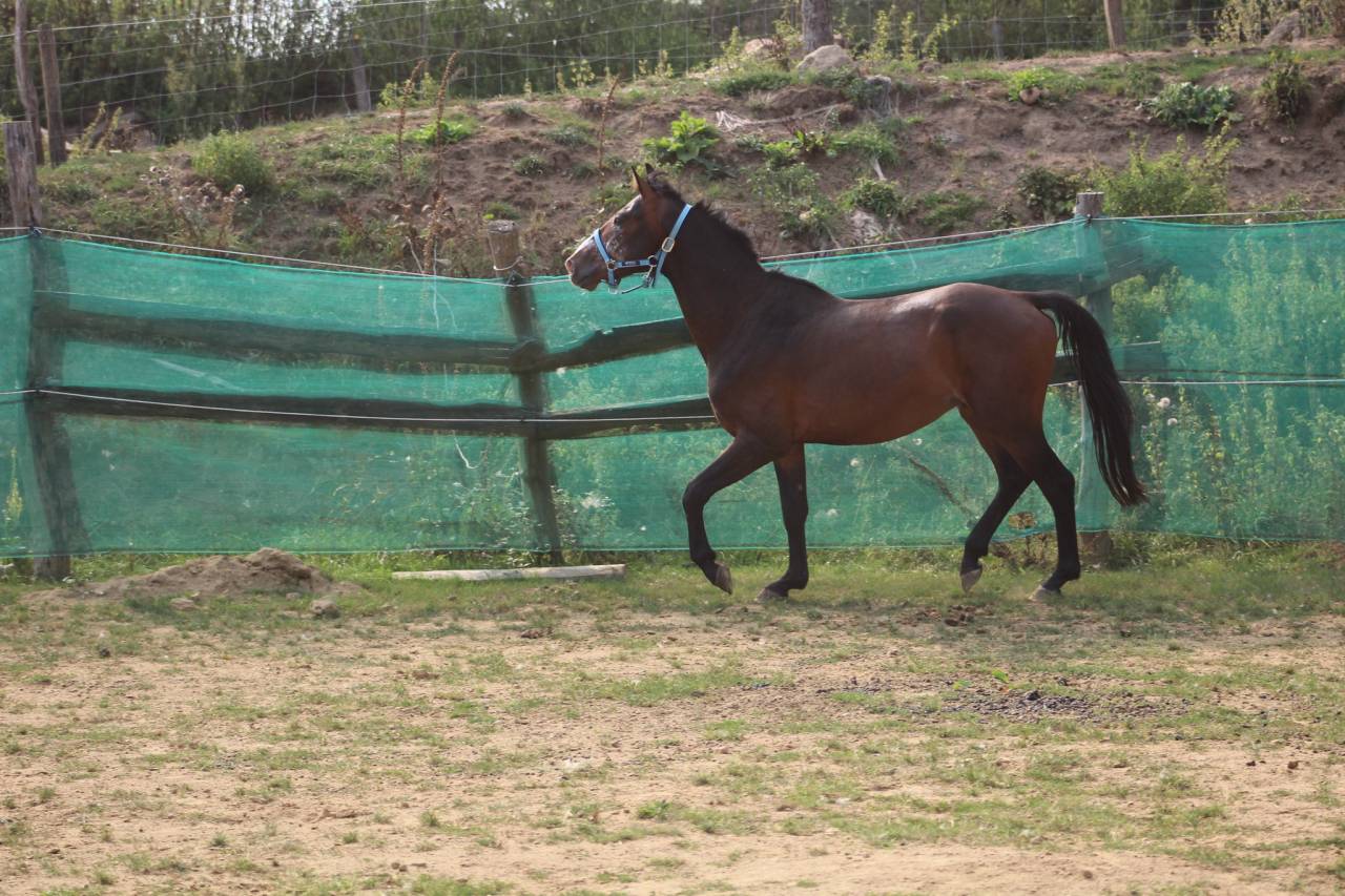 Gelding Belgian Riding Pony For sale 2022 Dark Bay