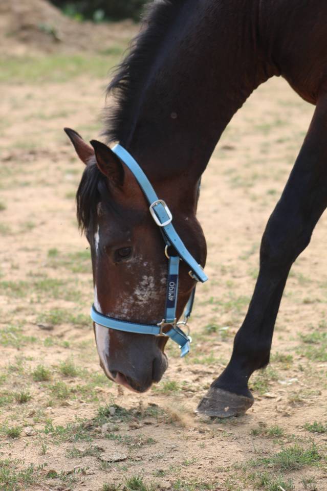 Gelding Belgian Riding Pony For sale 2022 Dark Bay