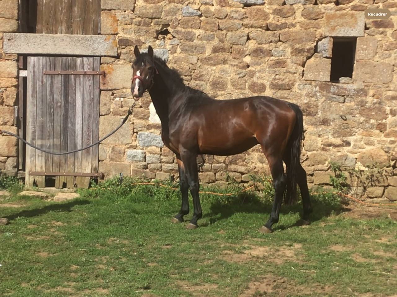 Gelding Belgian Riding Pony For sale 2022 Dark Bay