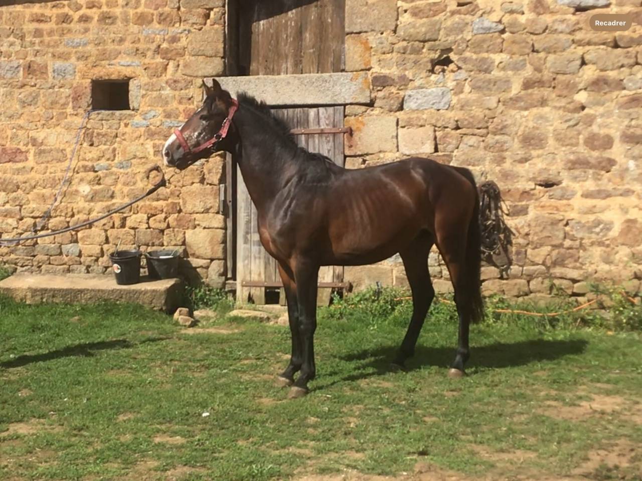 Gelding Belgian Riding Pony For sale 2022 Dark Bay
