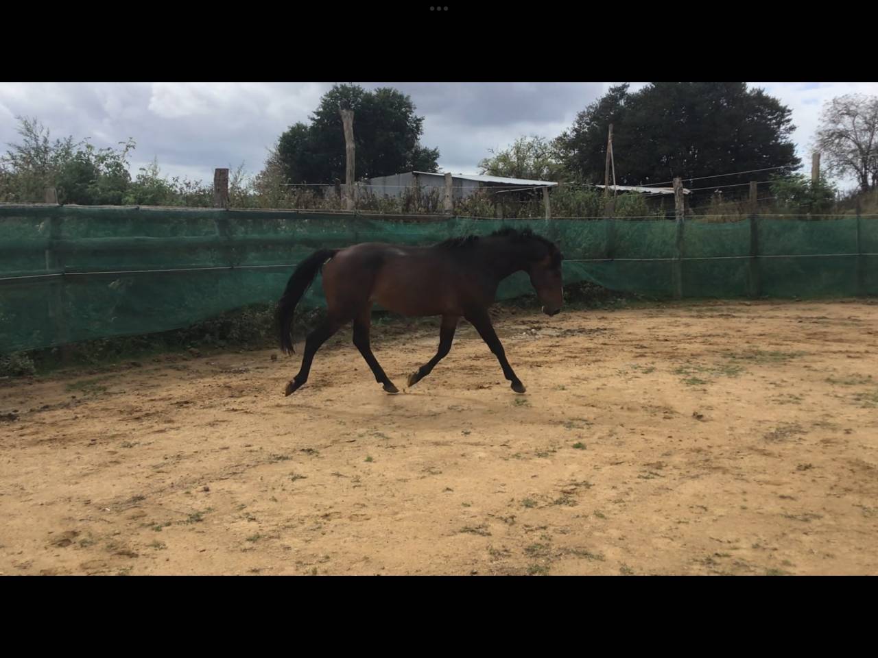 Gelding Belgian Riding Pony For sale 2022 Dark Bay