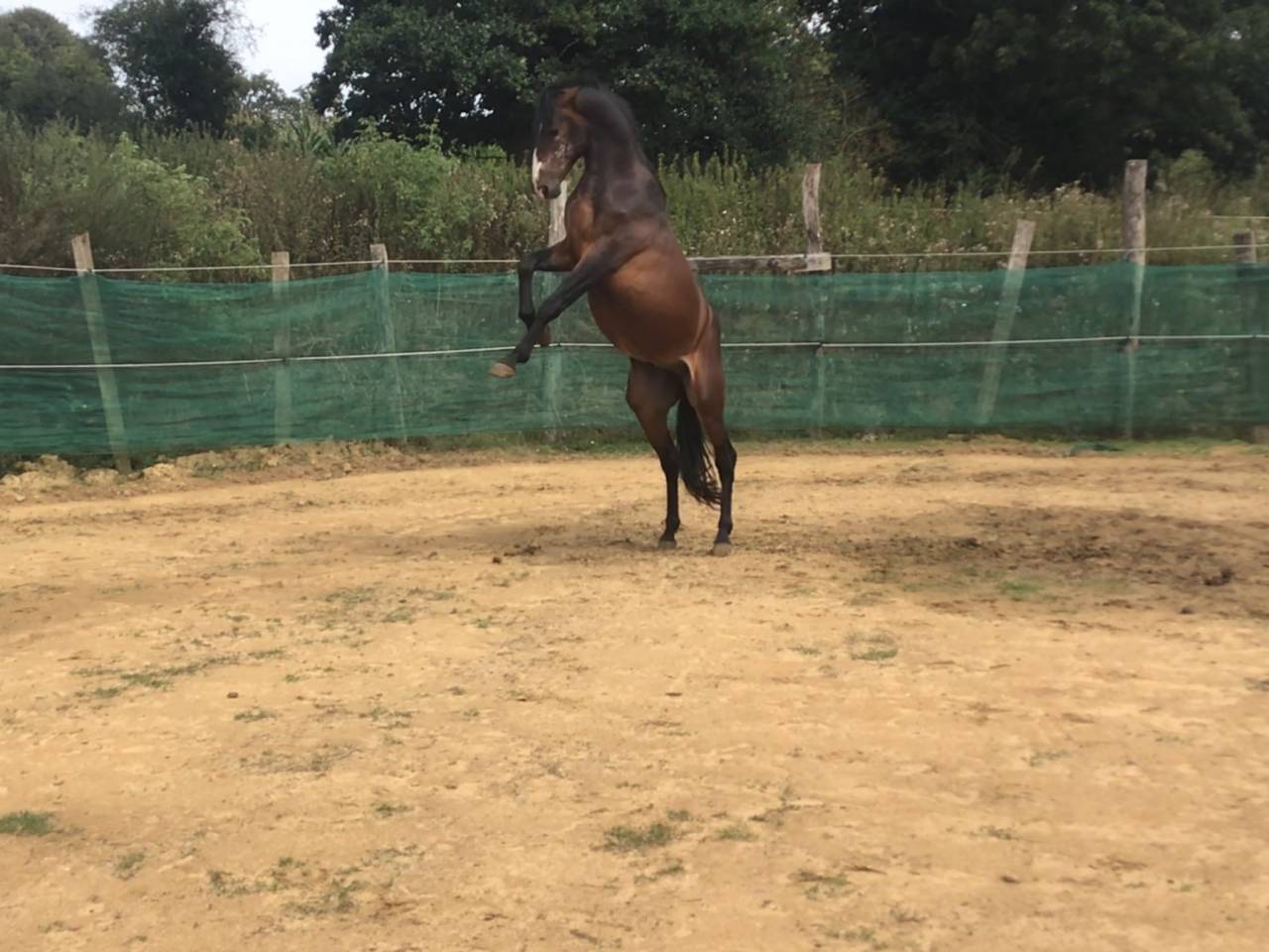 Gelding Belgian Riding Pony For sale 2022 Dark Bay