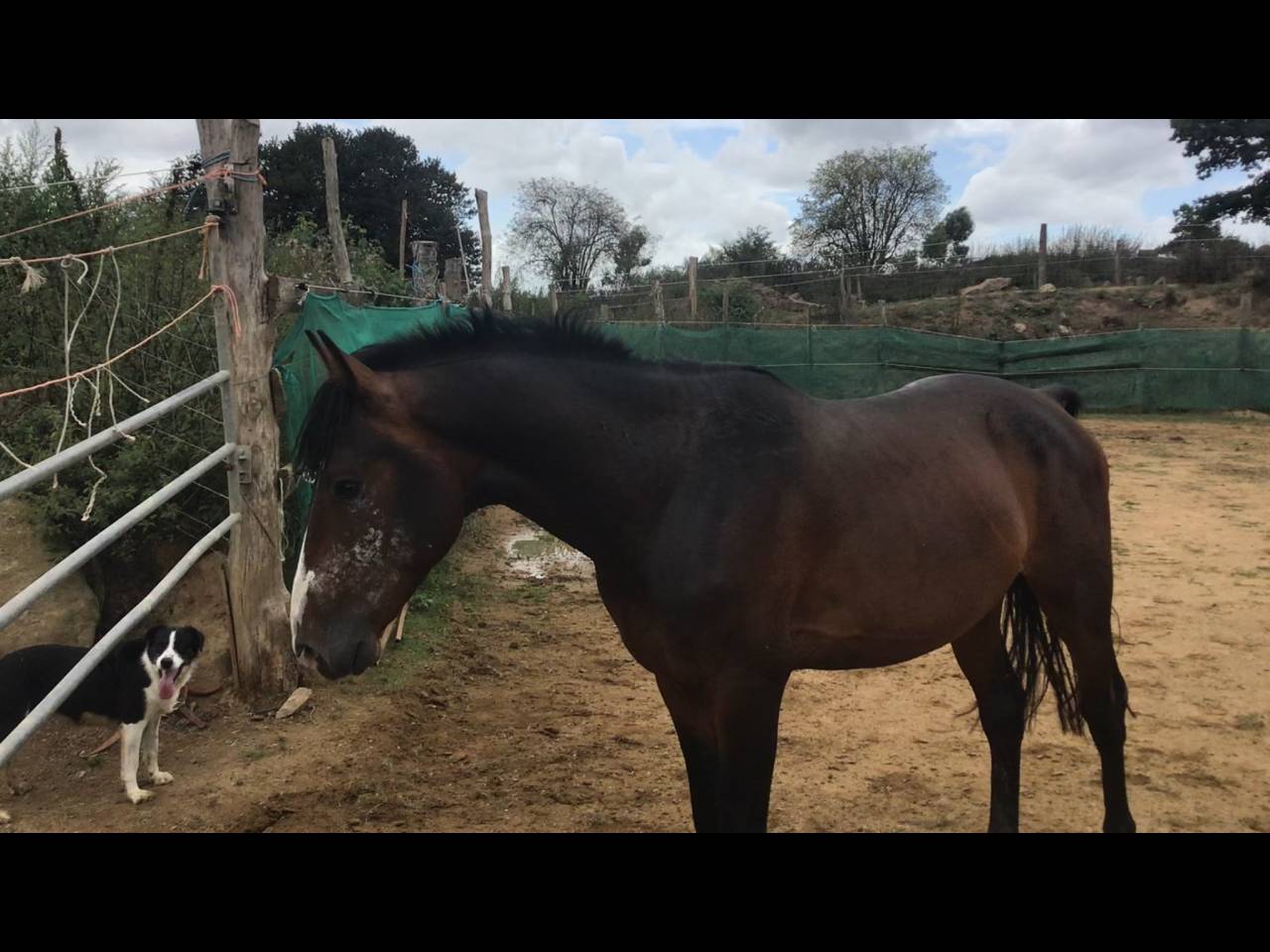 Gelding Belgian Riding Pony For sale 2022 Dark Bay