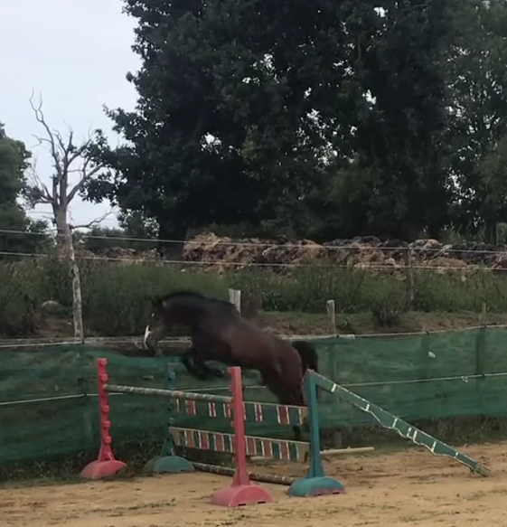 Gelding Belgian Riding Pony For sale 2022 Dark Bay