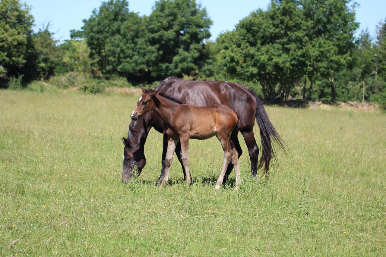 Filly Belgian Riding Pony For sale 2026 Dark Bay