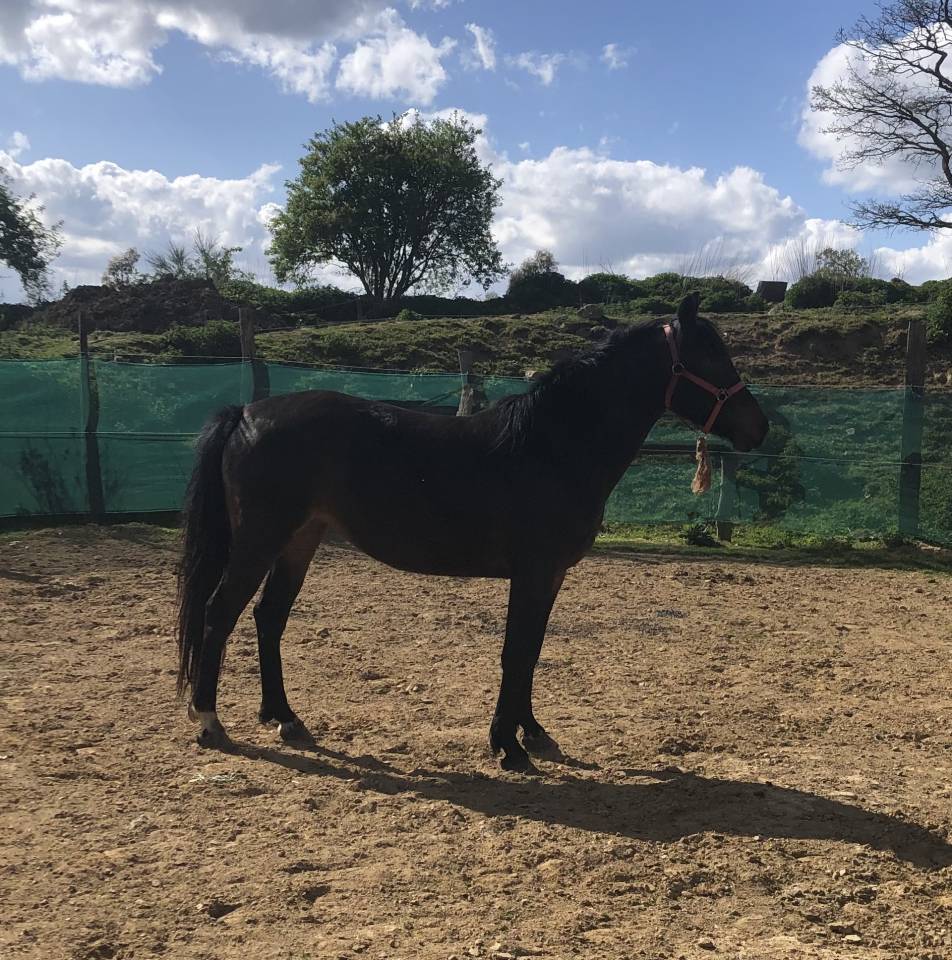Mare Belgian Riding Pony For sale 2021 Black