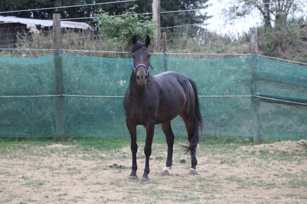 Mare Belgian Riding Pony For sale 2021 Black