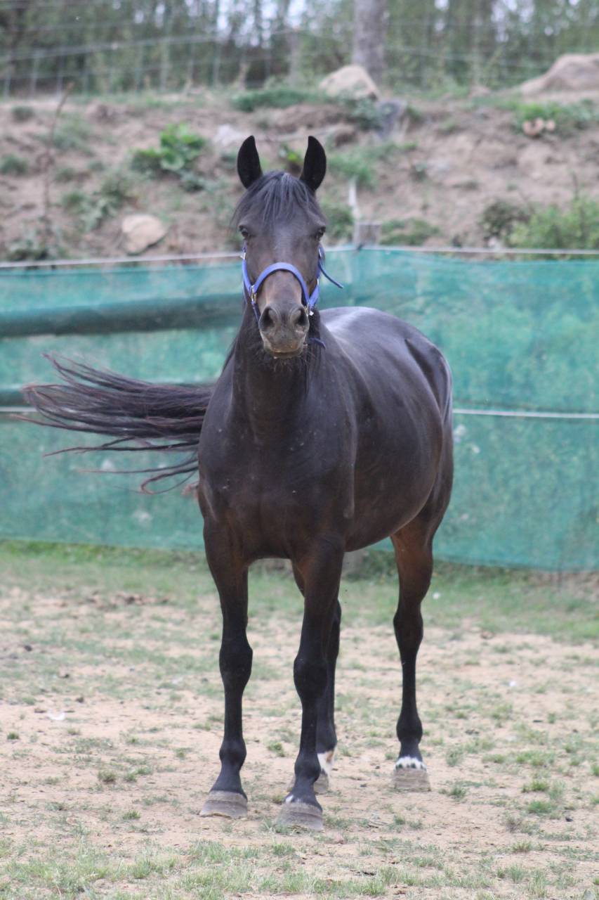 Mare Belgian Riding Pony For sale 2021 Black
