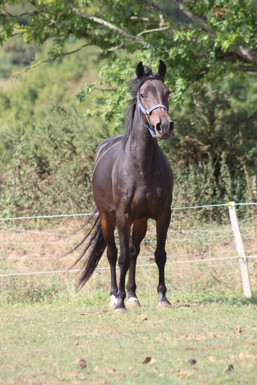Mare Belgian Riding Pony For sale 2021 Black
