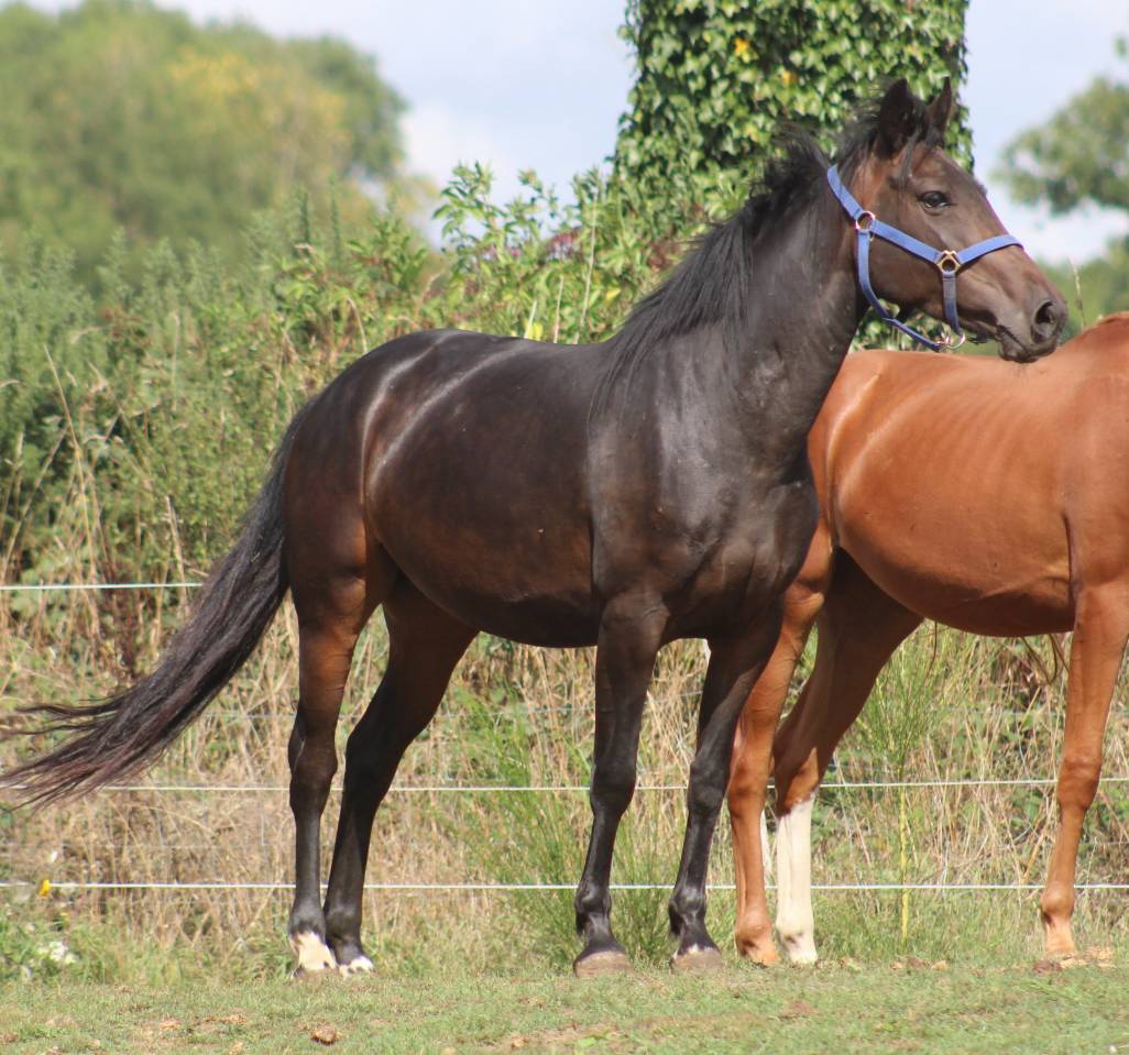 Mare Belgian Riding Pony For sale 2021 Black