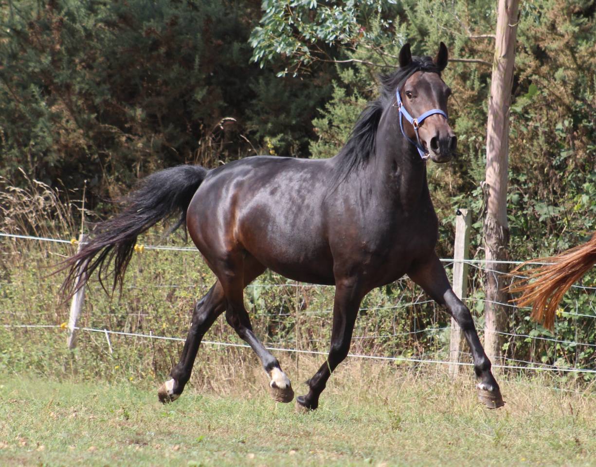 Mare Belgian Riding Pony For sale 2021 Black