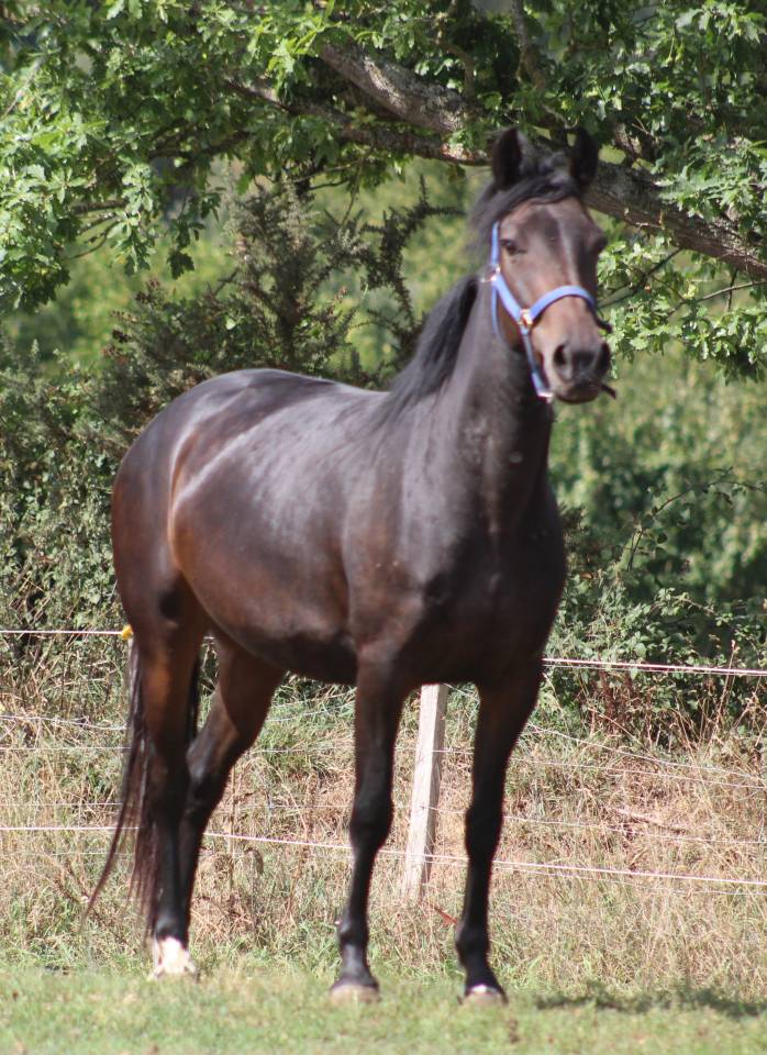 Mare Belgian Riding Pony For sale 2021 Black