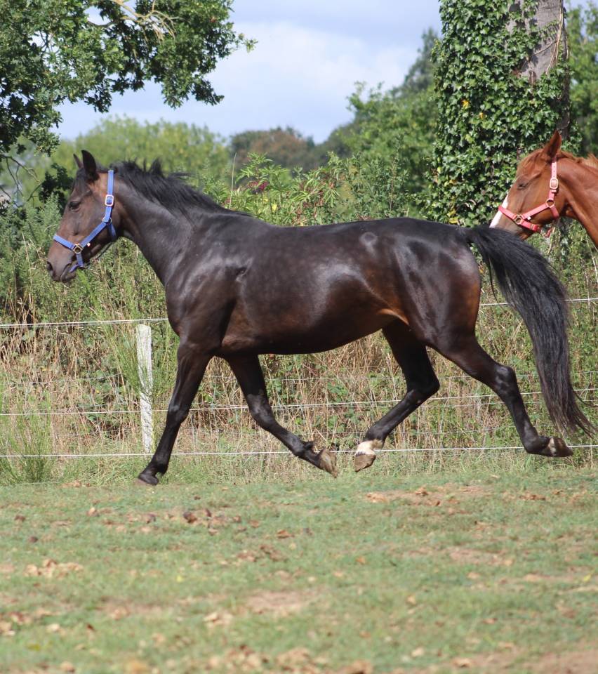Mare Belgian Riding Pony For sale 2021 Black