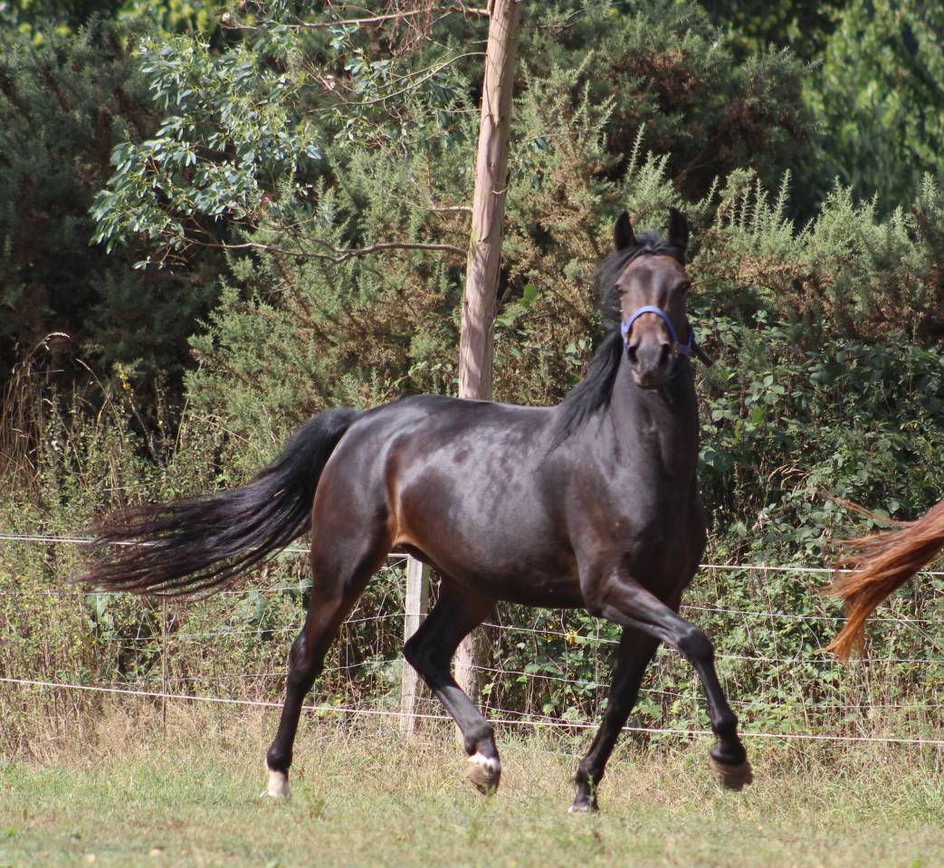 Mare Belgian Riding Pony For sale 2021 Black