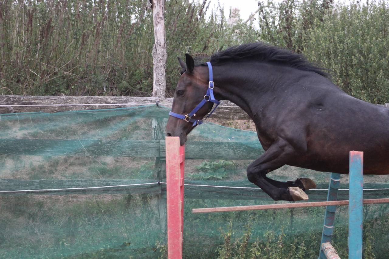 Mare Belgian Riding Pony For sale 2021 Black