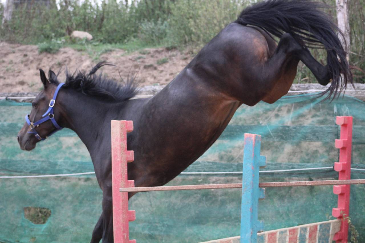 Mare Belgian Riding Pony For sale 2021 Black