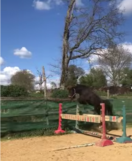 Mare Belgian Riding Pony For sale 2021 Black