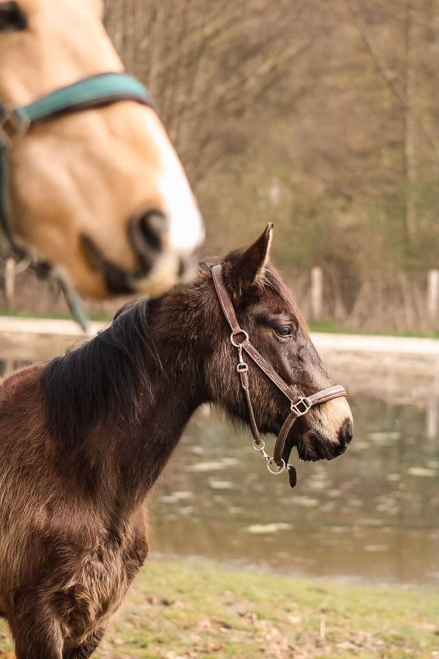 Mare Origin Recorded For sale 2022 Buckskin
