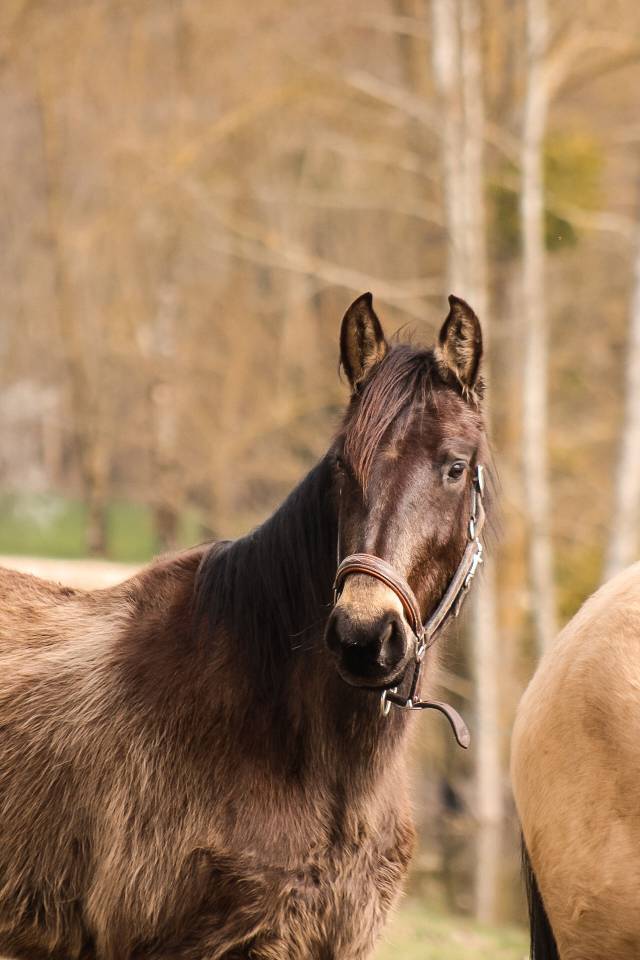 Mare Origin Recorded For sale 2022 Buckskin