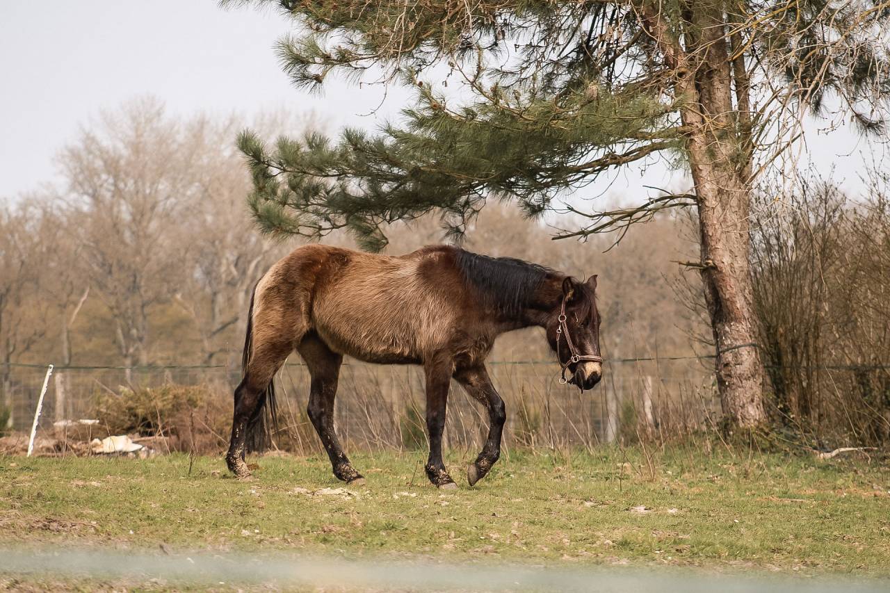 Mare Origin Recorded For sale 2022 Buckskin