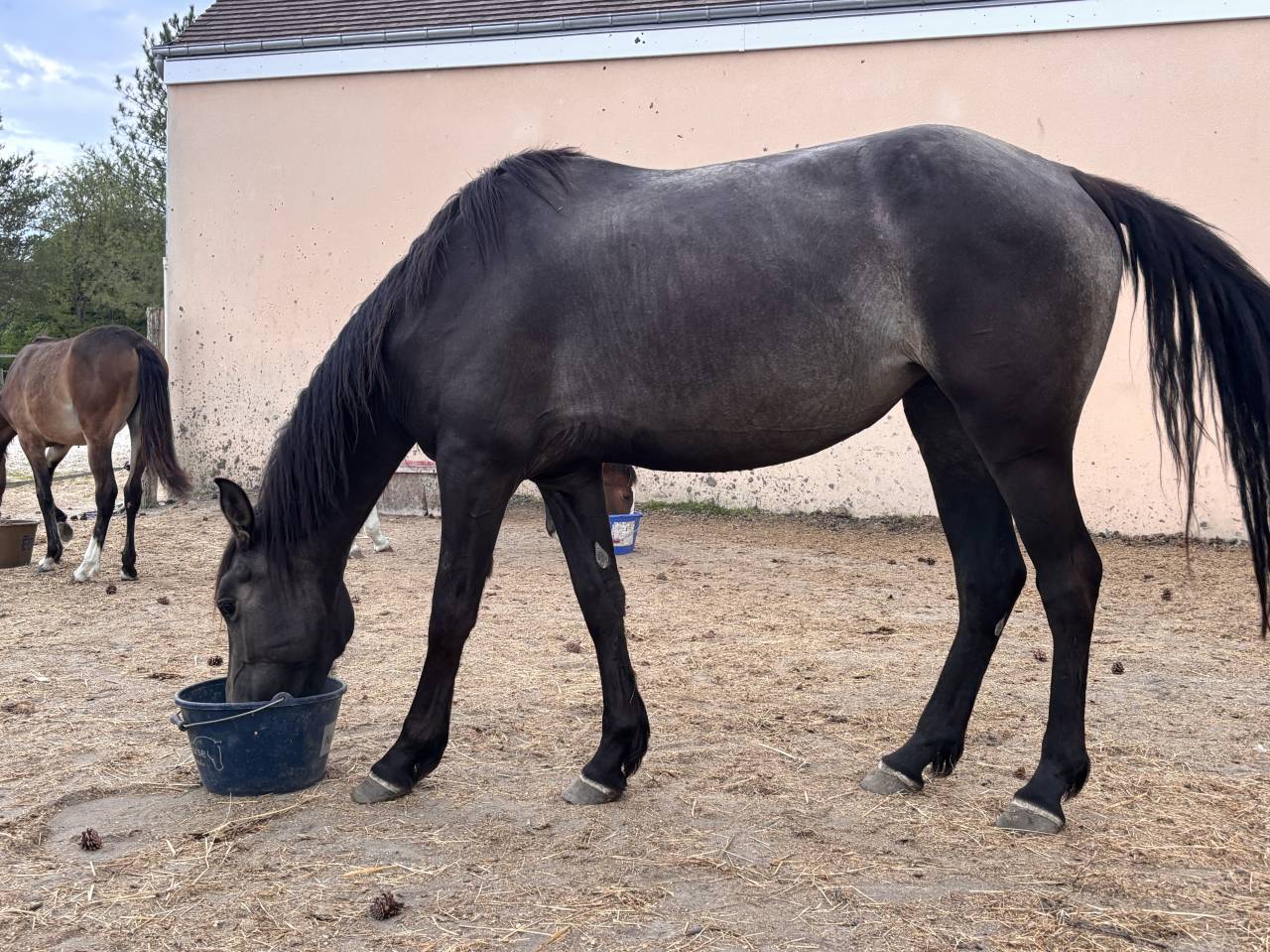 Mare Origin Recorded For sale 2022 Buckskin