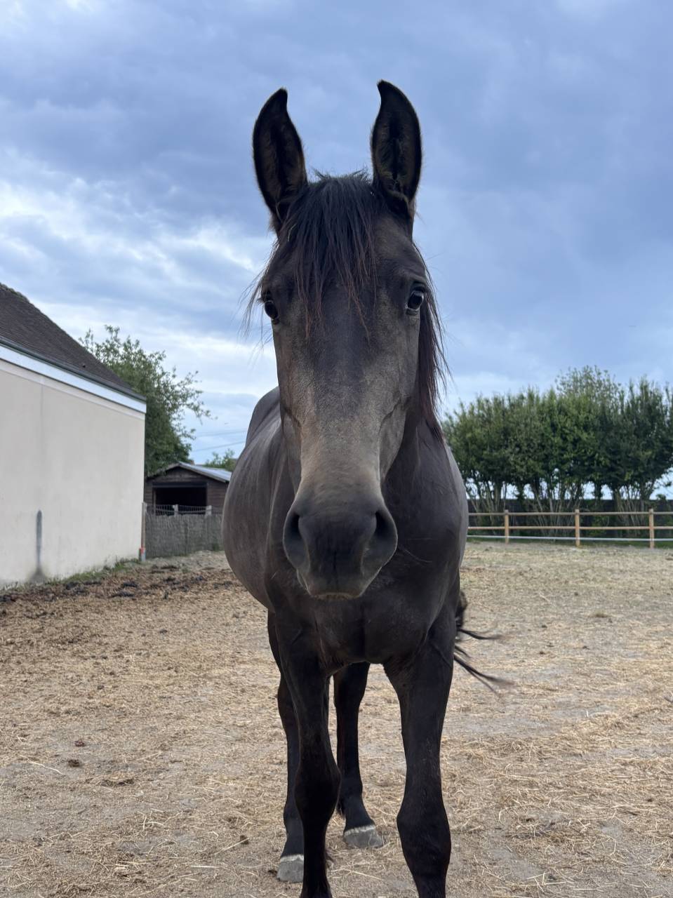 Mare Origin Recorded For sale 2022 Buckskin