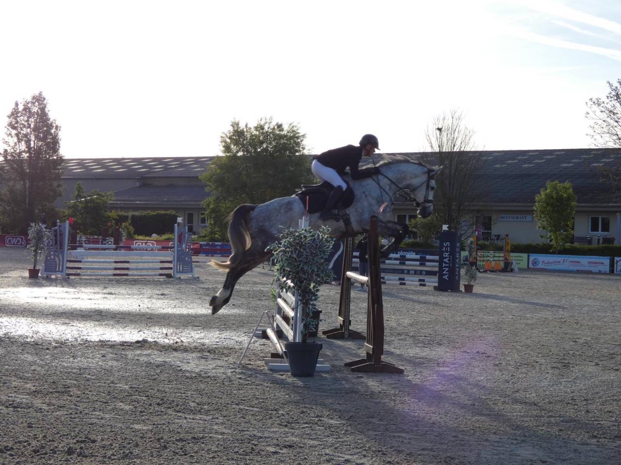 Gelding KWPN Dutch Warmblood For sale 2020 Grey