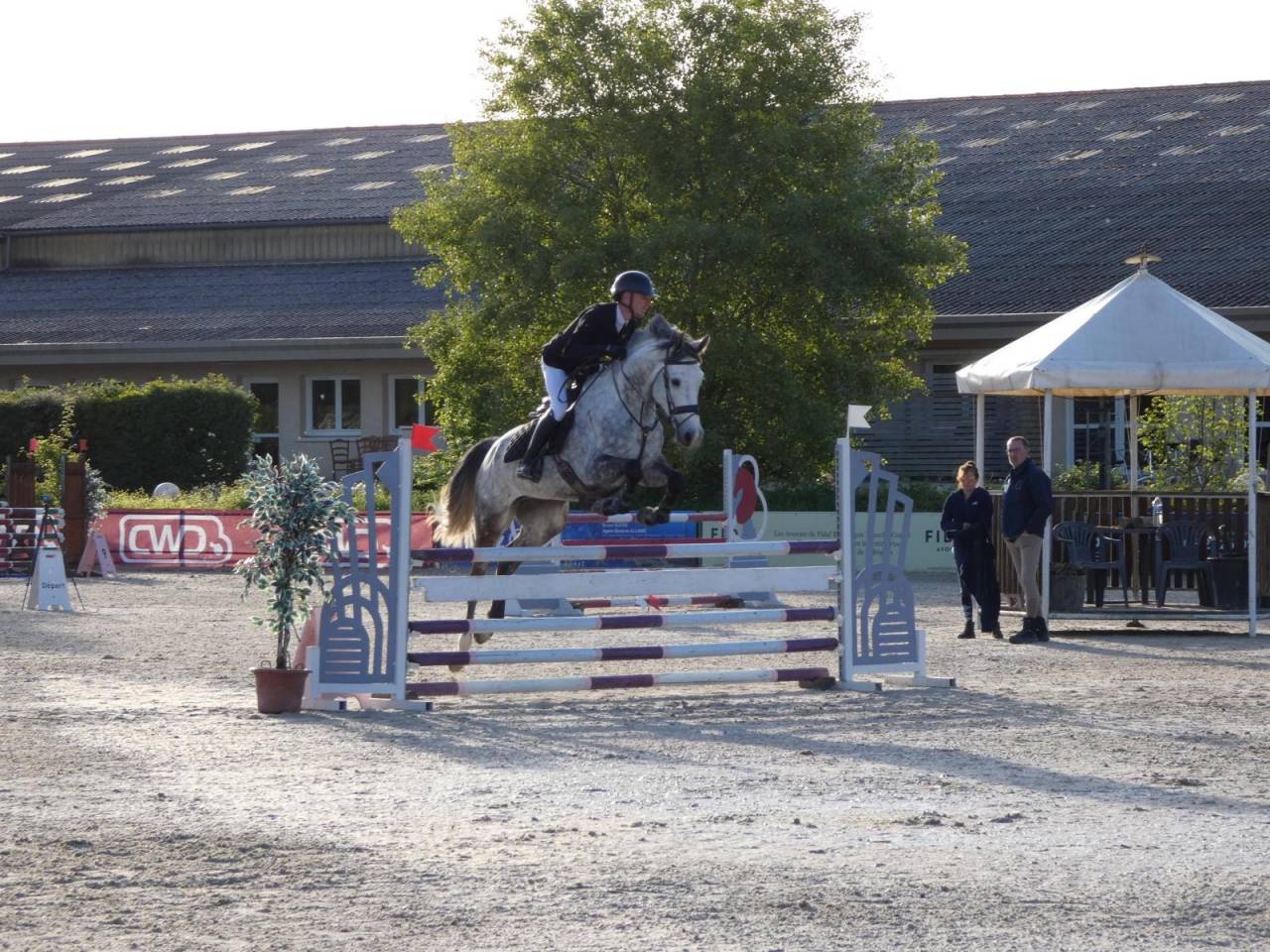 Gelding KWPN Dutch Warmblood For sale 2020 Grey