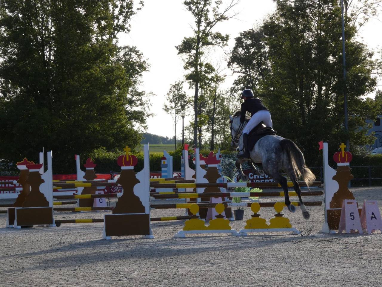 Gelding KWPN Dutch Warmblood For sale 2020 Grey