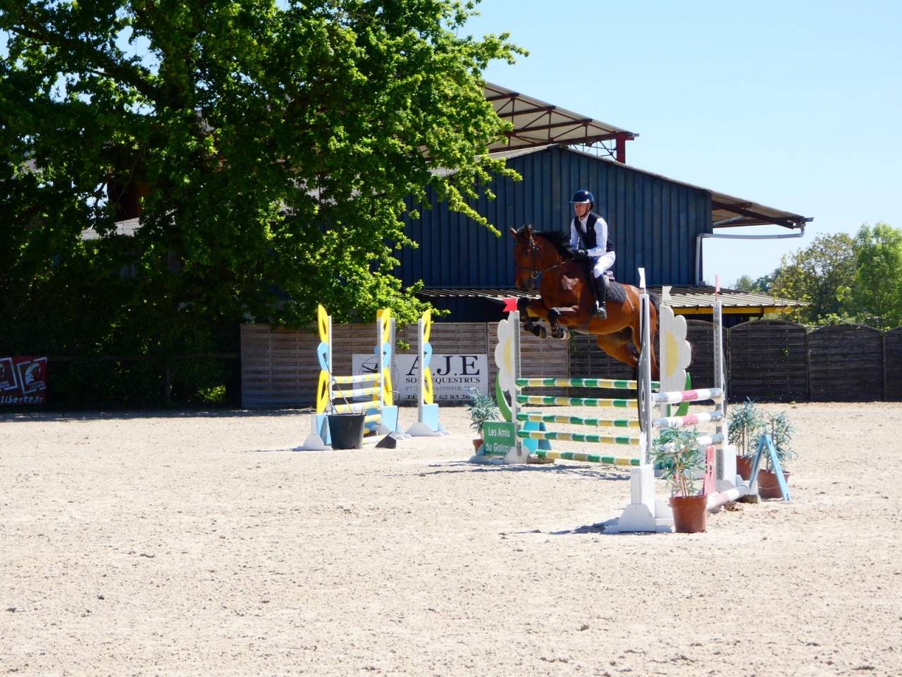 Gelding KWPN Dutch Warmblood For sale 2021 Bay