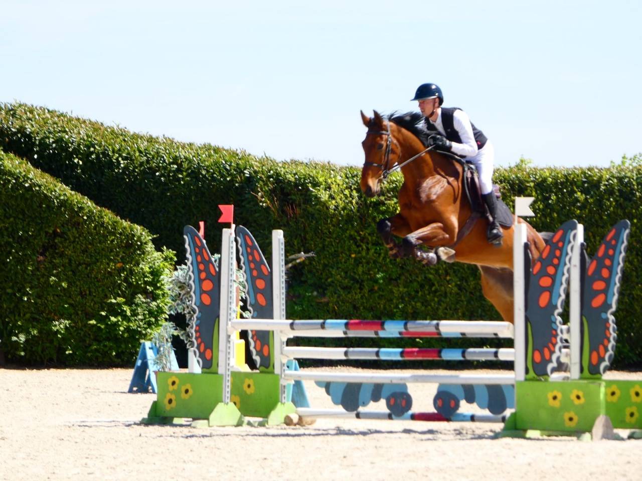 Gelding KWPN Dutch Warmblood For sale 2021 Bay