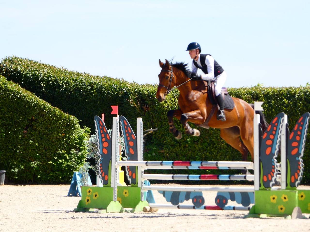 Gelding KWPN Dutch Warmblood For sale 2021 Bay
