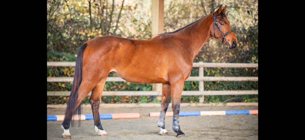 Gelding KWPN Dutch Warmblood For sale 2021 Bay