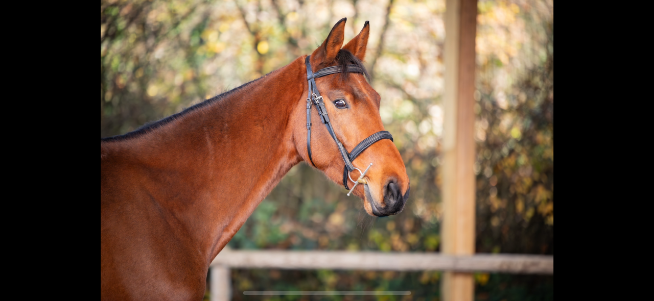 Gelding KWPN Dutch Warmblood For sale 2021 Bay